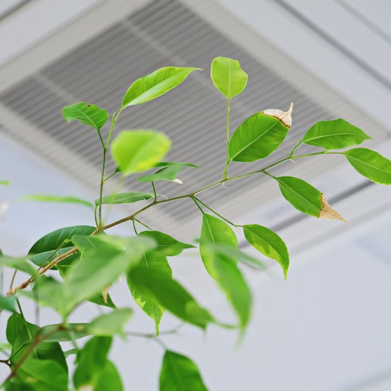 plants in good indoor air quality